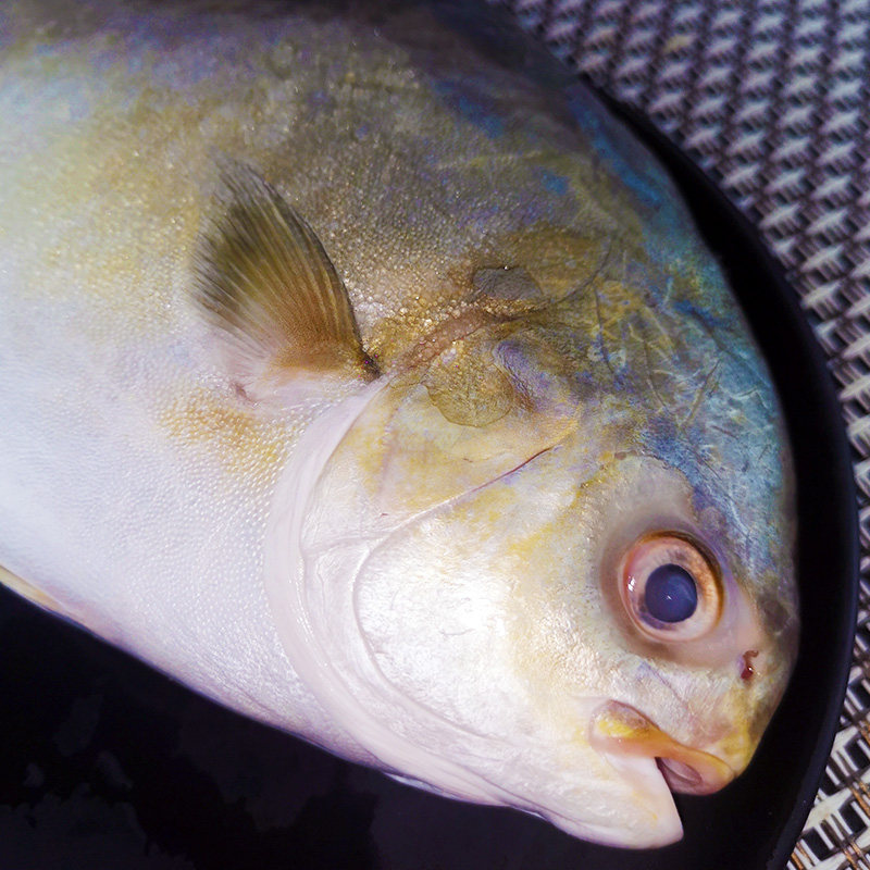 金鲳鱼特大鲳鱼海鱼金昌鱼平鱼银鱼白鲳鳊鱼鲜活新鲜冷冻冰鲜顺丰,淘宝优惠券,粉丝福利购,淘宝优惠卷