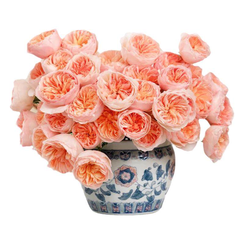 有寻植物 月季盆栽爬藤果汁阳台粉色龙沙宝石蓝色阴雨多季开花苗,淘宝优惠券,粉丝福利购,淘宝优惠卷