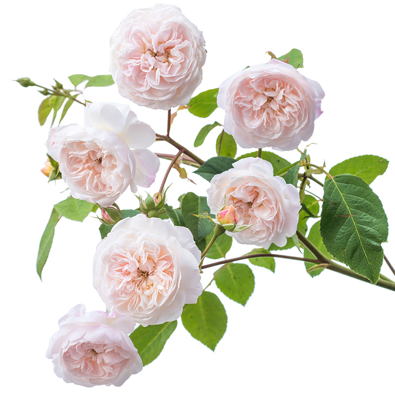 有寻植物月季花卉小苗盆栽庭院阳台爬藤攀援多季节开灌木藤本耐热,淘宝优惠券,粉丝福利购,淘宝优惠卷