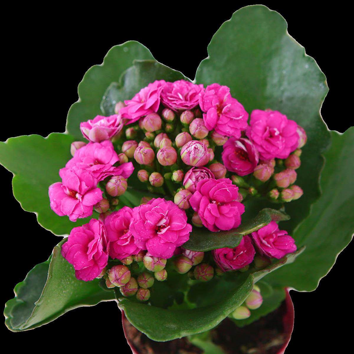 大花带花苞长寿花小盆栽重瓣金狐狸花苗四季室内开花好养花卉植物,淘宝优惠券,粉丝福利购,淘宝优惠卷