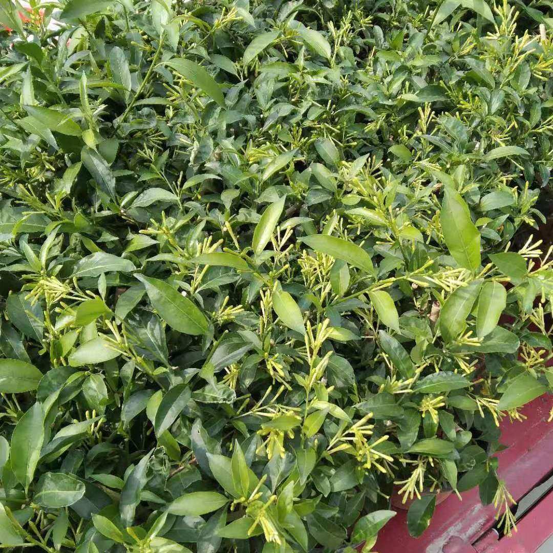 夜来香花苗盆栽阳台庭院夏季驱蚊香草树苗夜来香植物花卉带花发货,淘宝优惠券,粉丝福利购,淘宝优惠卷