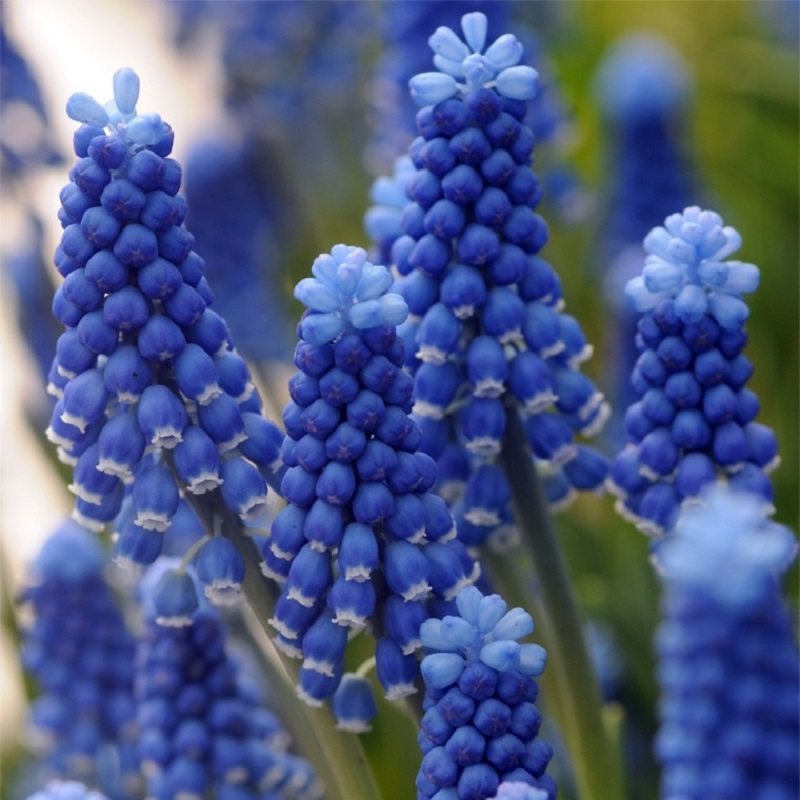 【2024秋季】荷兰葡萄风信子种球耐寒花园花境植物花卉2件包邮,淘宝优惠券,粉丝福利购,淘宝优惠卷