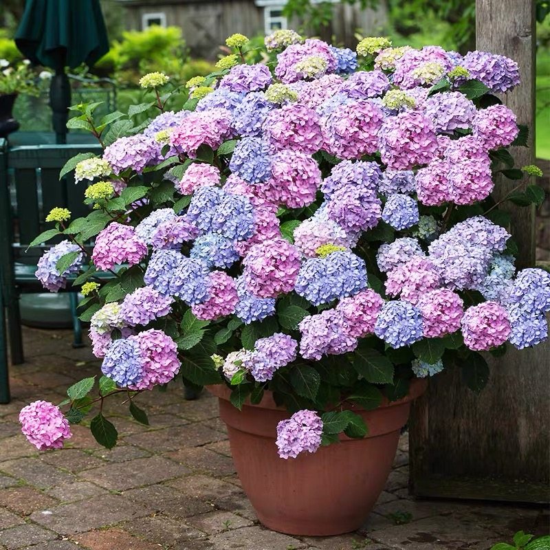 绣球花苗老桩无尽夏盆栽花卉室内花阳台观花庭院植物易活庭院花卉,淘宝优惠券,粉丝福利购,淘宝优惠卷