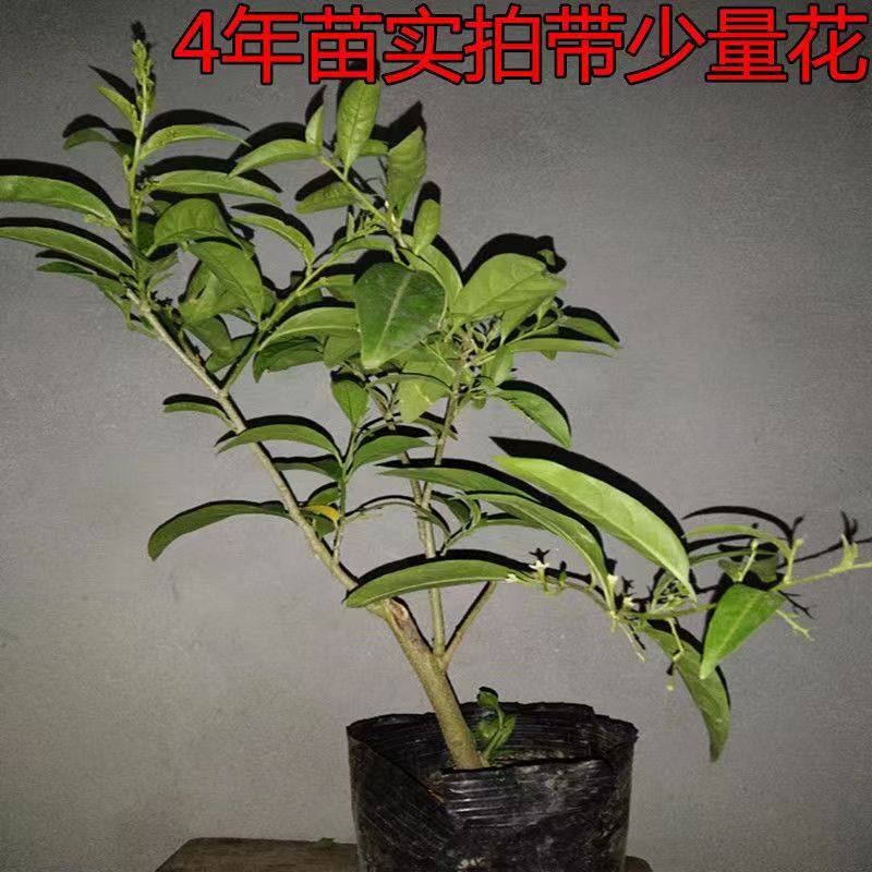 夜来香花苗盆栽阳台庭院夏季驱蚊香草树苗夜来香植物花卉带花发货,淘宝优惠券,粉丝福利购,淘宝优惠卷