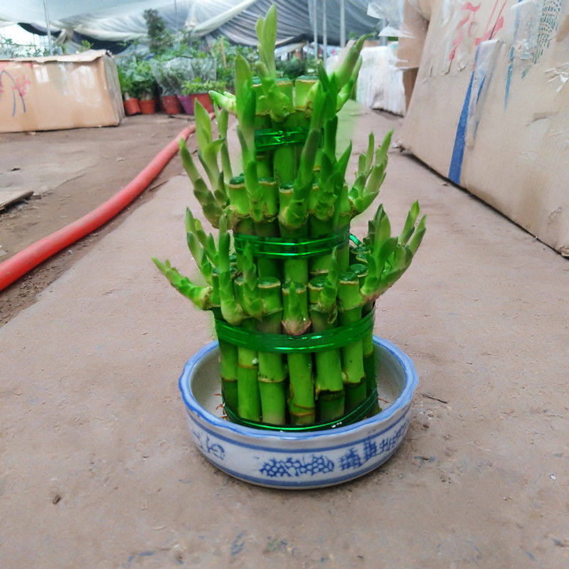 竹塔富贵竹盆栽组合节节高水培观音竹子客厅卧室茶几步步高转运竹,淘宝优惠券,粉丝福利购,淘宝优惠卷