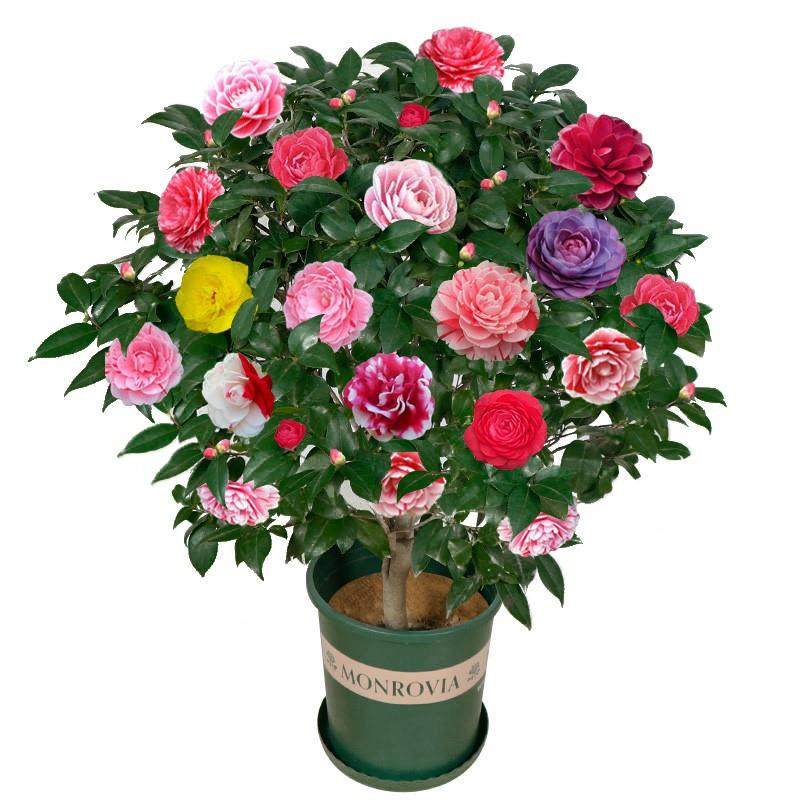 香妃四季带花花山赤丹花卉茶花树苗盆栽茶花室内开花植物大苞五色,淘宝优惠券,粉丝福利购,淘宝优惠卷