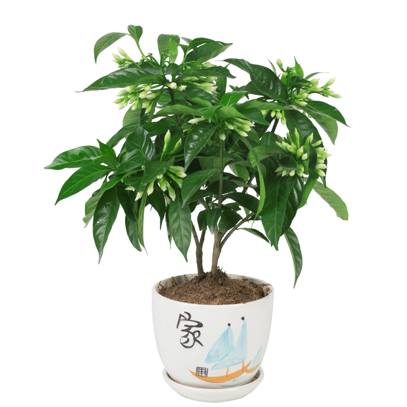 丁香花盆栽花卉室内花绿植阳台四季常青开花不断芳香盆景美观植物-图3