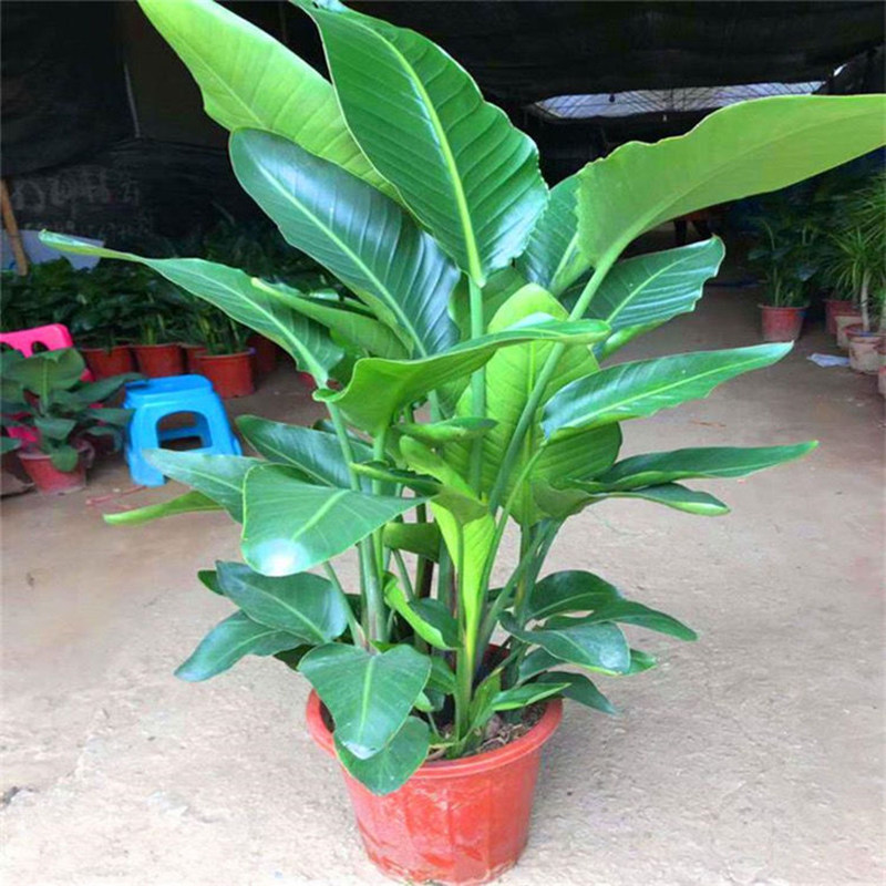 天堂鸟盆栽客厅办公室内好养大型花卉绿植新房家用大叶植物,淘宝优惠券,粉丝福利购,淘宝优惠卷