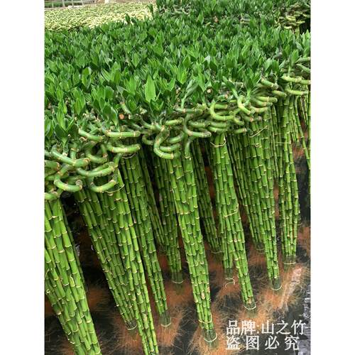 富贵竹带根转运竹子水培植物客厅桌面招财盆栽文昌竹节节高开运竹 - 图1