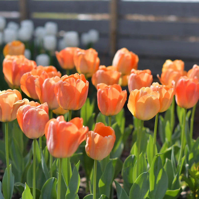 利尤10颗郁金香种球自然球花卉秋冬春耐寒盆栽四季土水培种子花苗,淘宝优惠券,粉丝福利购,淘宝优惠卷