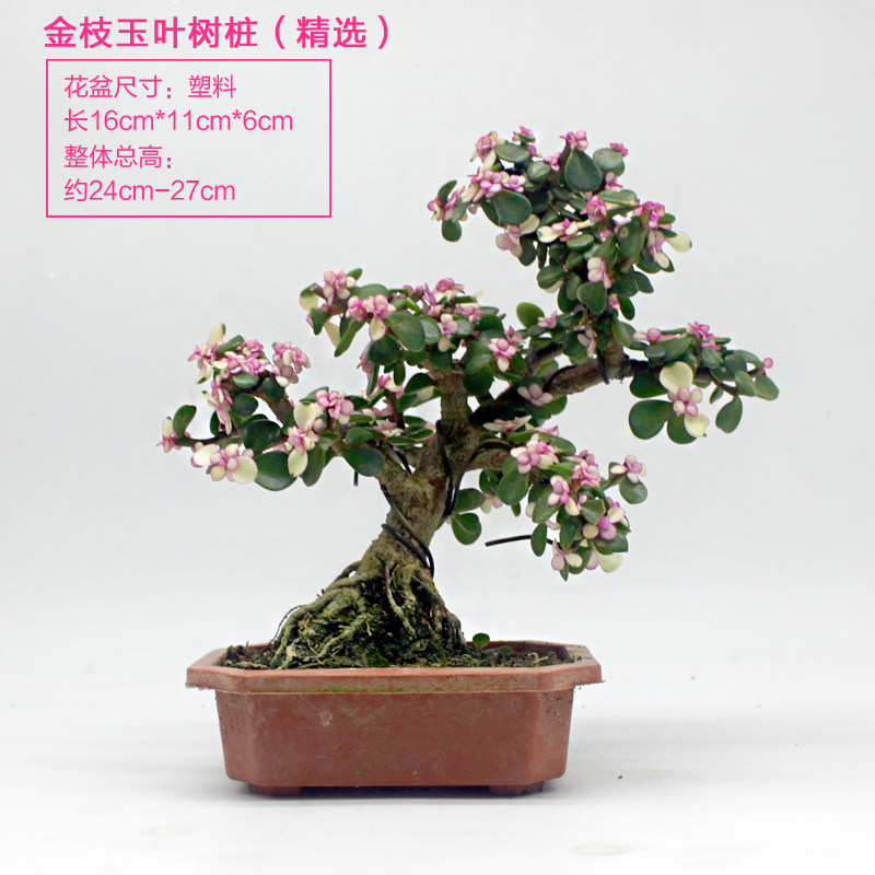 金枝玉叶雅乐多肉老桩造型盆景四季开花室外阳台盆栽绿植,淘宝优惠券,粉丝福利购,淘宝优惠卷