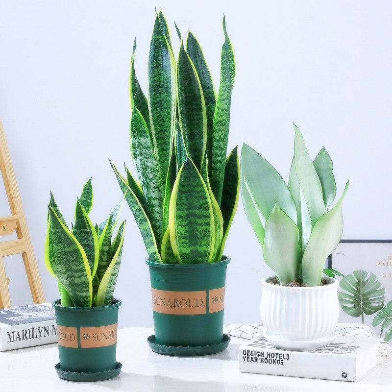 精选金边虎皮兰四季常青多肉植物好养活室内绿植盆栽高矮白玉虎尾,淘宝优惠券,粉丝福利购,淘宝优惠卷