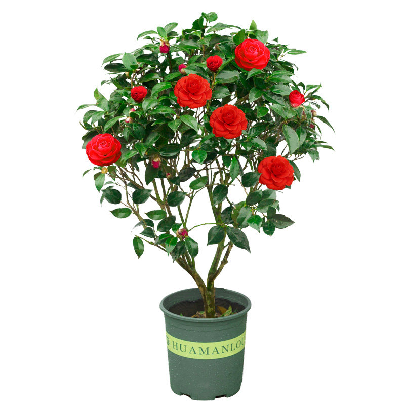 山茶花盆栽带花苞五色赤丹花卉植物室内好养茶花树苗四季开花香妃,淘宝优惠券,粉丝福利购,淘宝优惠卷