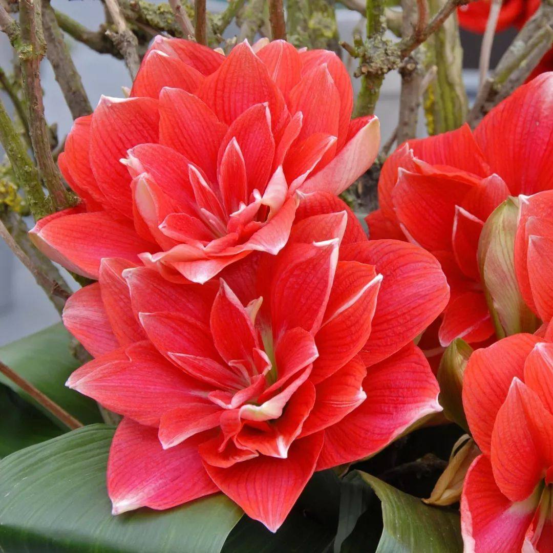 荷兰进口重瓣朱顶红种球超大室内外球根花卉盆栽开花植物花.,淘宝优惠券,粉丝福利购,淘宝优惠卷