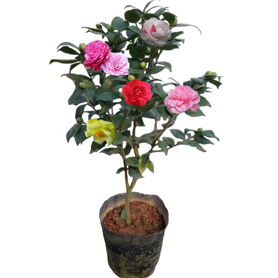 茶花盆栽五色赤丹带原土四季香妃树苗山茶花盆栽室内烈香浓香型,淘宝优惠券,粉丝福利购,淘宝优惠卷