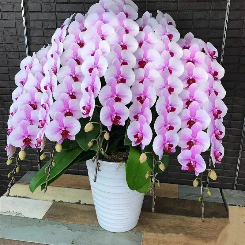 蝴蝶兰盆栽花卉植物室内花水培办公室绿植桌面四季好养大苗带花剑,淘宝优惠券,粉丝福利购,淘宝优惠卷