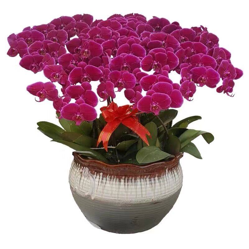 蝴蝶兰盆栽花卉植物室内花水培办公室绿植桌面四季好养大苗带花剑,淘宝优惠券,粉丝福利购,淘宝优惠卷