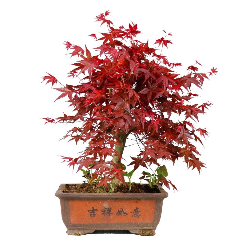 日本红枫盆景老桩矮霸红舞姬客厅办公桌四季花卉植物室内盆栽树苗,淘宝优惠券,粉丝福利购,淘宝优惠卷