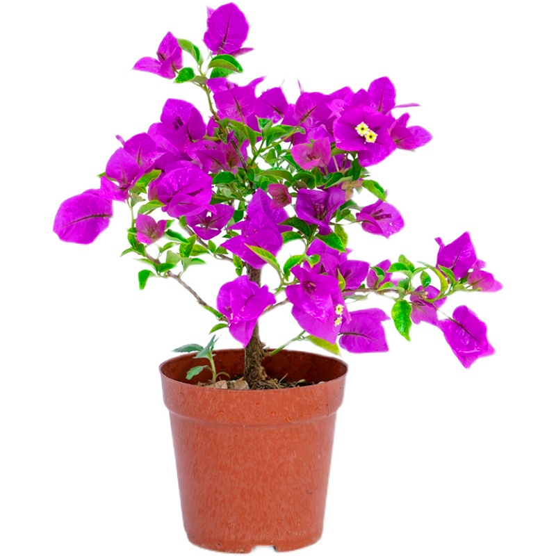 新品种三角梅盆栽小苗室内阳台庭院好养花卉四季开花不断爬藤植物,淘宝优惠券,粉丝福利购,淘宝优惠卷