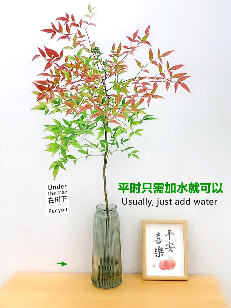 水培植物南天竹盆栽水养室内富贵竹绿植吊钟马醉木好养花卉盆景