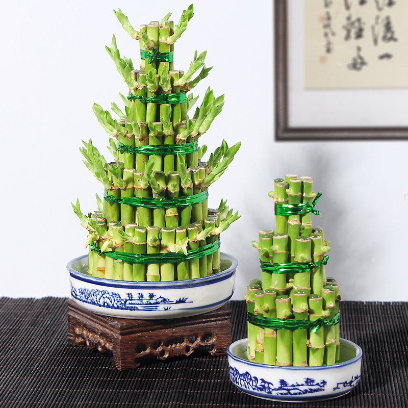 节节高富贵竹塔水培水养绿植盆栽招财转运竹子办公桌开业送礼盆景,淘宝优惠券,粉丝福利购,淘宝优惠卷