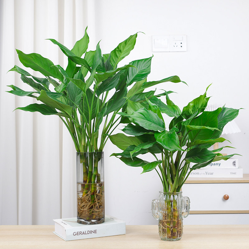万年青盆栽水培植物室内桌面四季常青绿萝富贵竹好养净化空气植物,淘宝优惠券,粉丝福利购,淘宝优惠卷