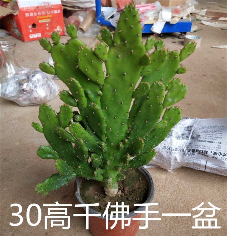 千手观音盆栽植物室内阳台绿植花卉仙人掌类千佛手多肉植物