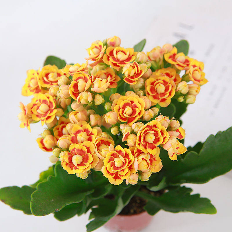 大花带花苞长寿花小盆栽重瓣金狐狸花苗四季室内开花好养花卉植物,淘宝优惠券,粉丝福利购,淘宝优惠卷