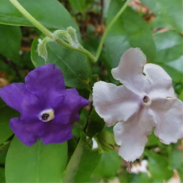 双色茉莉盆栽 白茉莉 鸳鸯茉莉花 阳台庭院室内外盆栽 芳香花卉 - 图2