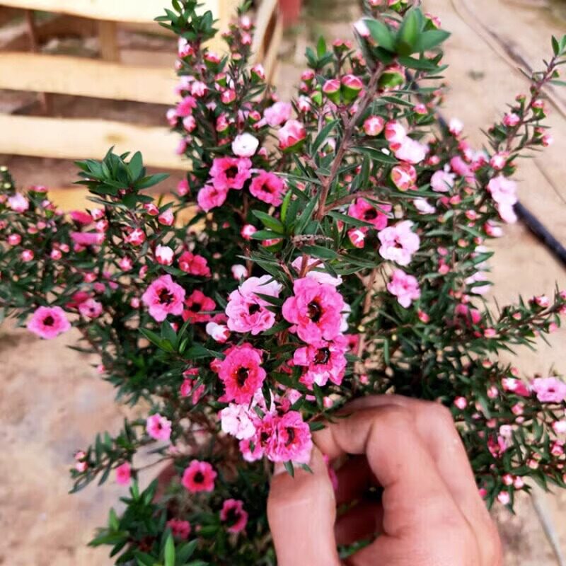 松红梅带花苞三色梅澳洲雪花梅室内花卉盆栽一树多色阳台四季观花,淘宝优惠券,粉丝福利购,淘宝优惠卷