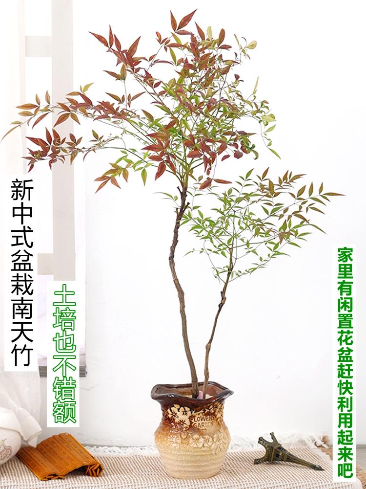 水培植物南天竹盆栽水养室内富贵竹绿植吊钟马醉木好养花卉盆景