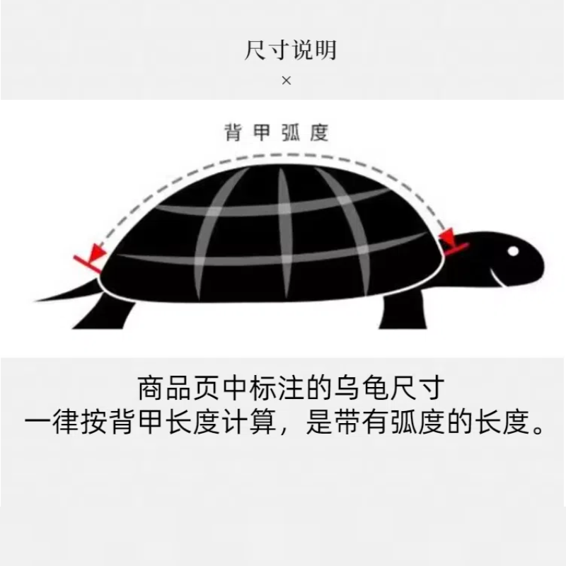 网红小宠物巴西龟小乌龟巴西龟幼龟长寿观赏乌龟招财小草龟,淘宝优惠券,粉丝福利购,淘宝优惠卷