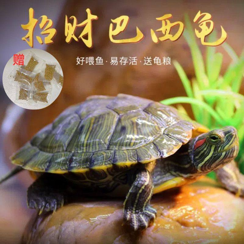 网红小宠物巴西龟小乌龟巴西龟幼龟长寿观赏乌龟招财小草龟,淘宝优惠券,粉丝福利购,淘宝优惠卷