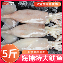 (A Bag Of Thoughts) squid fresh and frozen fresh extra-large squid eurfish whole sea to catch aquatic seafood 5 catties