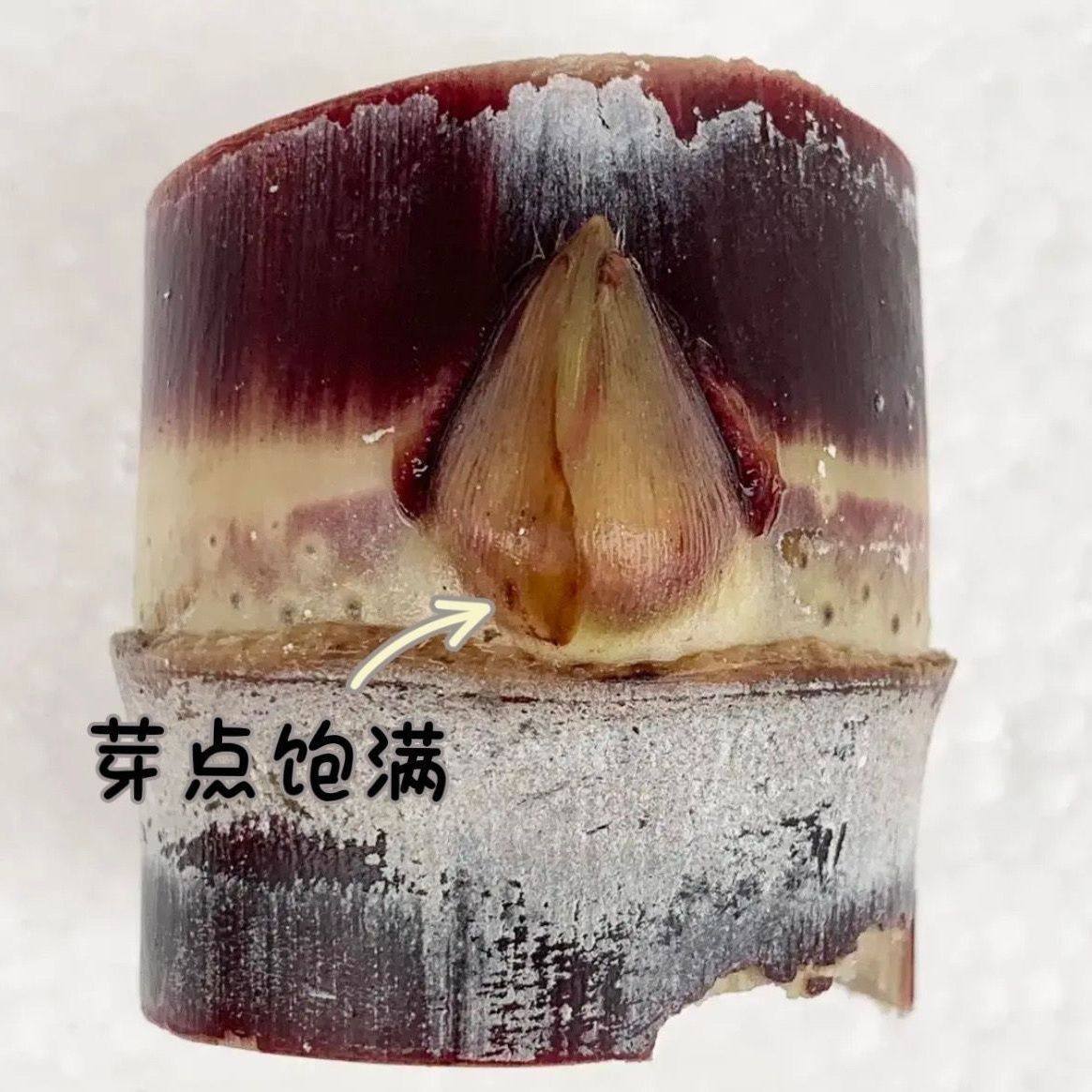 正宗广西水果黑皮甘蔗红皮甘蔗种苗高产盘栽甘蔗种子种植苗籽优良,淘宝优惠券,粉丝福利购,淘宝优惠卷