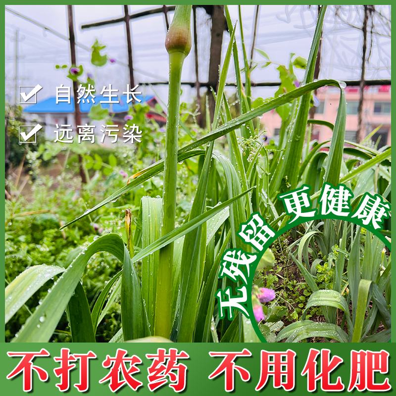 湖南洞庭湖特产大蒜苔新鲜超低价2024新蒜苔5斤嫩蒜苔蒜苗洋蒜苔 - 图0