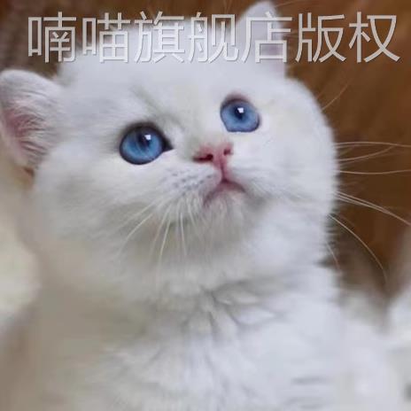 猫咪活物布偶橘猫家养幼崽英短金银渐层美短猫猫小猫宠物幼猫蓝猫-图1