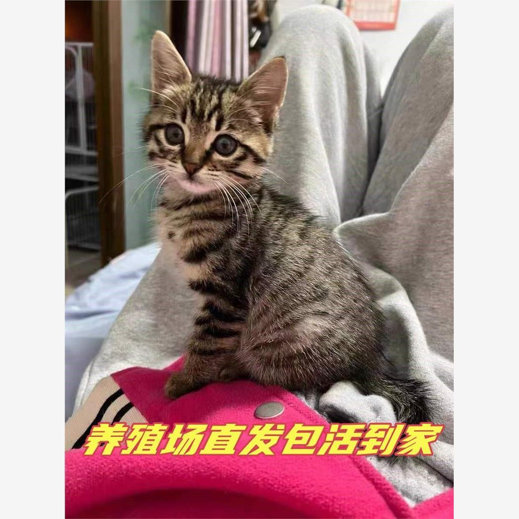 橘白猫狸猫橘猫白狸猫白猫幼崽小奶猫小猫真猫土猫田园猫小猫活物-图0