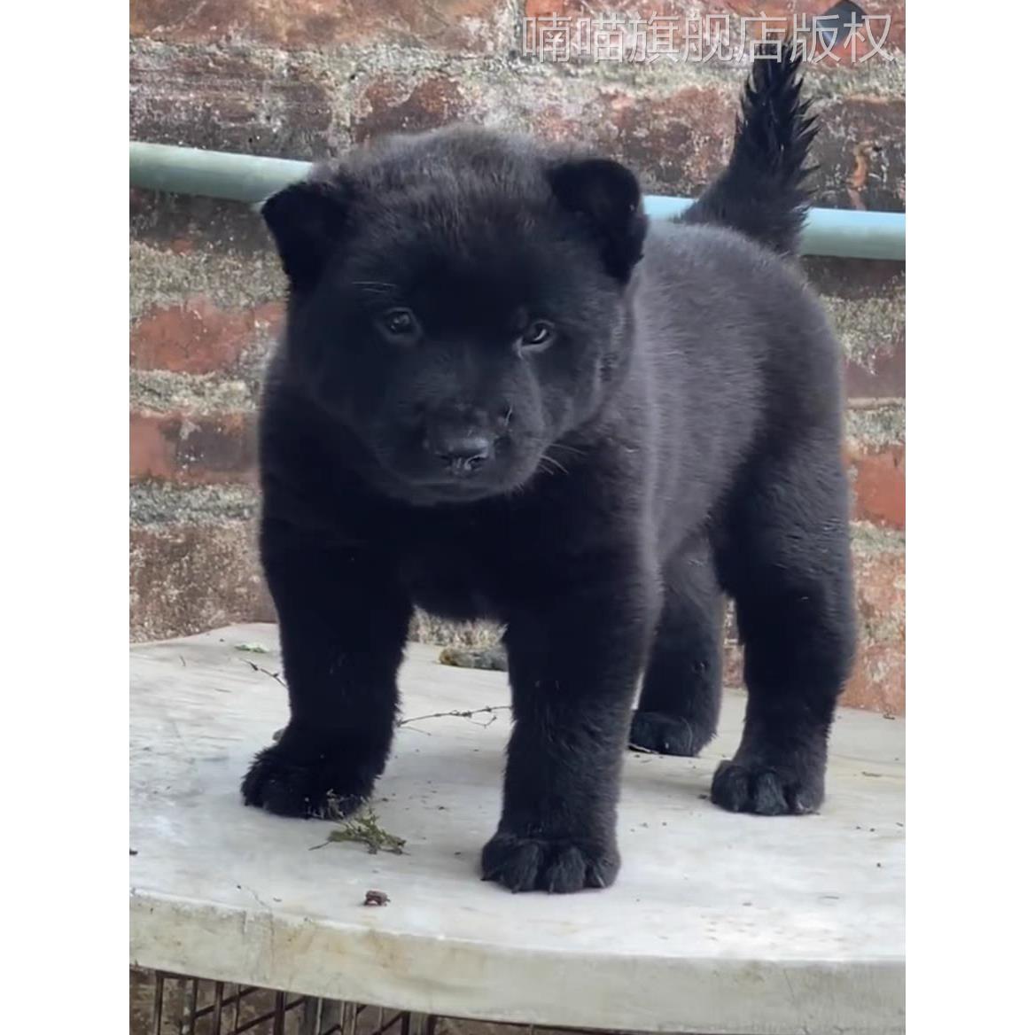 广西虎头五黑犬土猎犬赶山犬看家护院犬小黑狗纯黑中华田园犬活体 - 图2