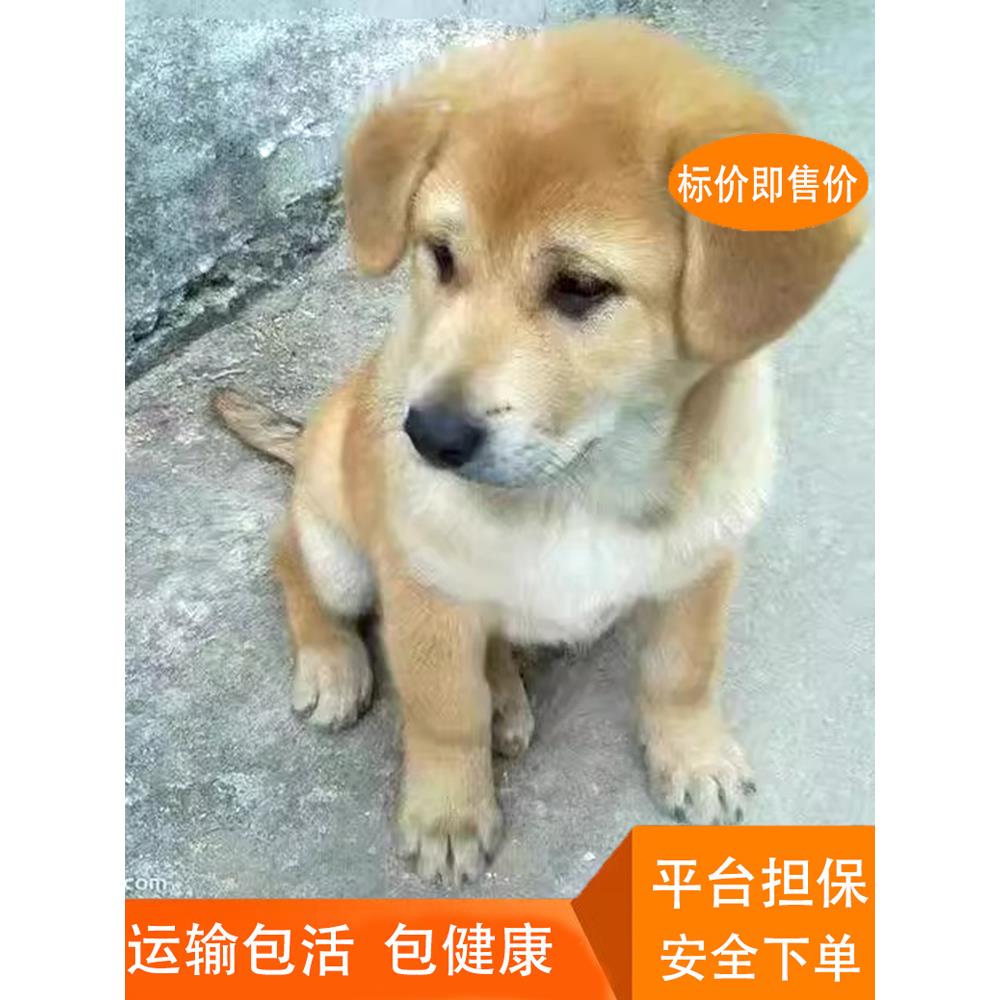 大黄狗幼犬中型中华田园犬农村土狗苗宠物看家狗混血金毛边牧活体-图1