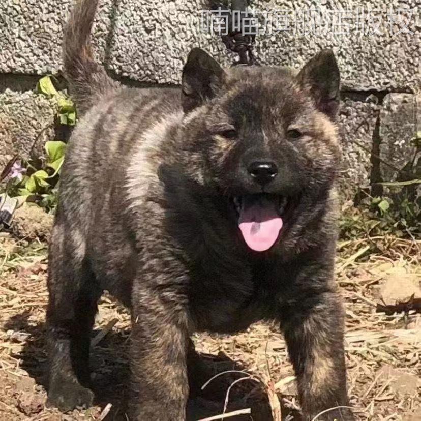 五黑犬广西土猎犬中华田园犬土狗虎头虎斑狗看家狗幼崽活物看门狗 - 图0