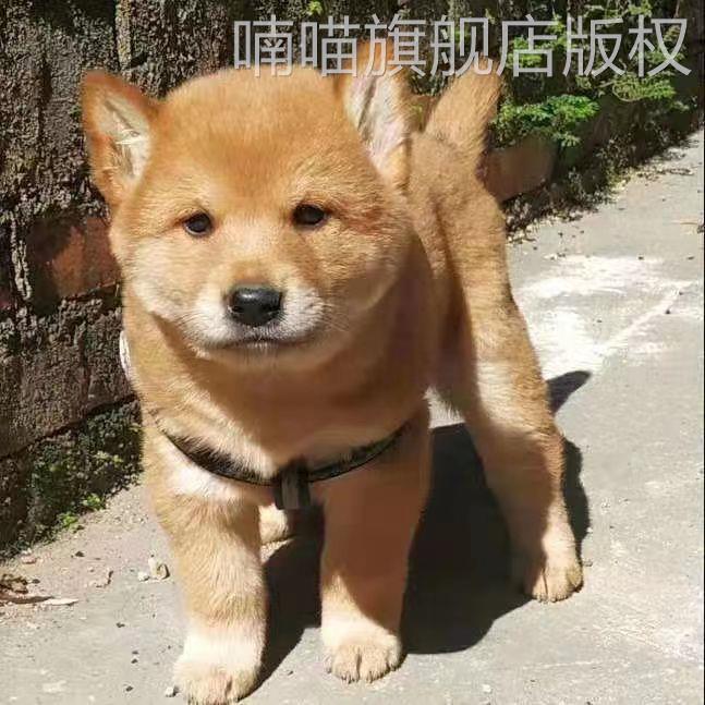 五黑犬广西土猎犬幼犬大型土猎犬赶山犬中华田园犬黑狗混血犬纯黑-图2