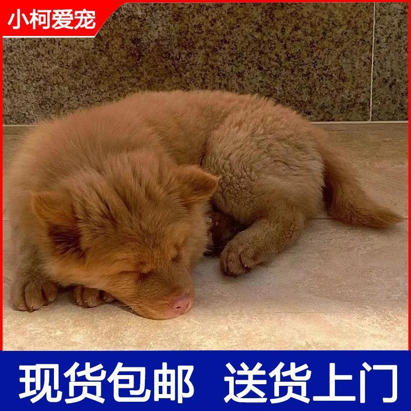 潮汕五黑犬五黑犬广西土猎犬虎头虎斑狗虎斑红色土狗狩猎犬赶山犬-图1