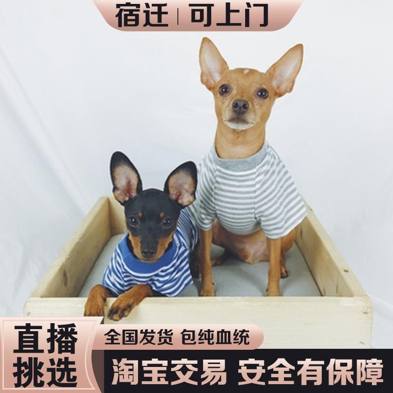 纯种小鹿犬幼犬长不大小型犬短毛迷你杜宾犬不掉毛宠物狗小狗活体 - 图2