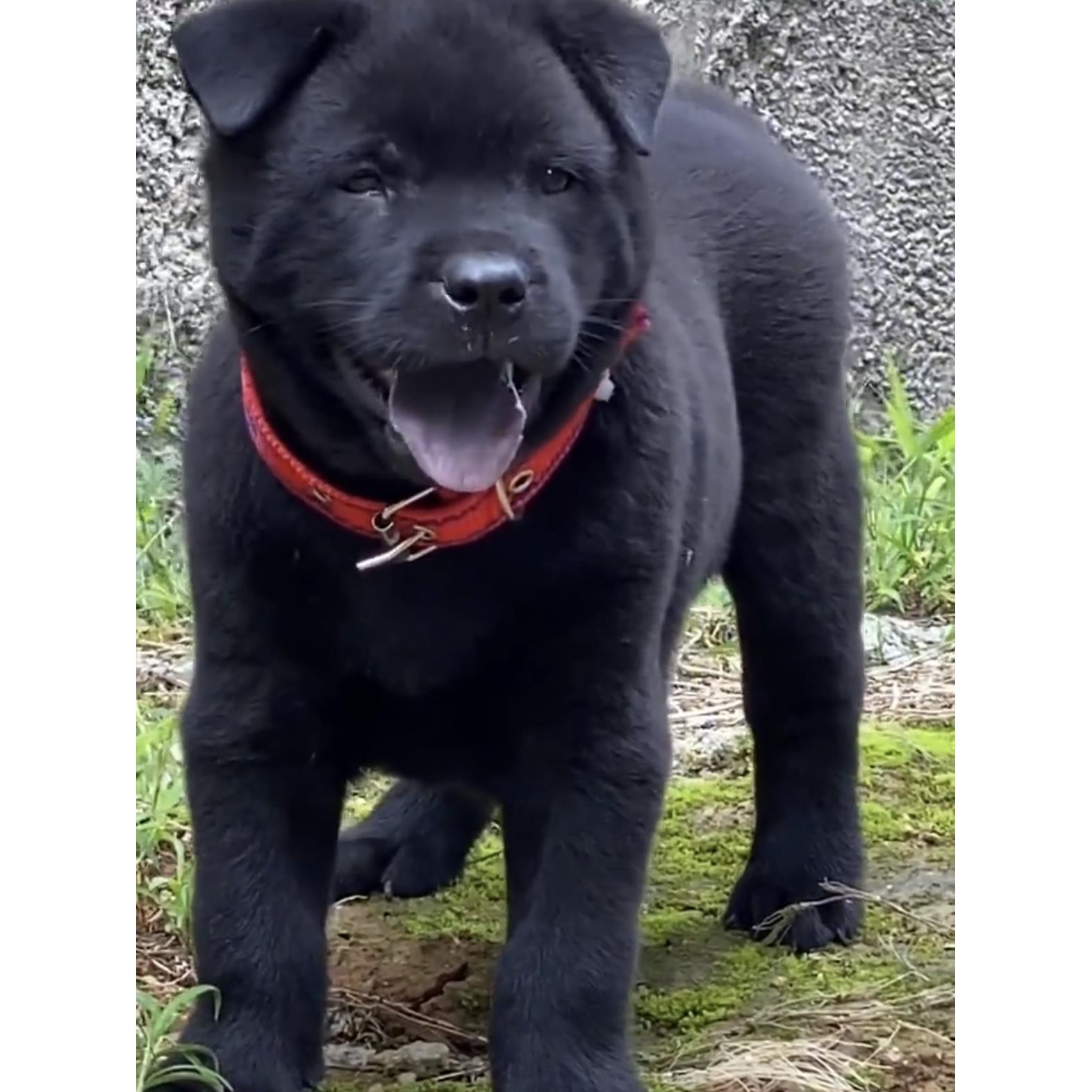 广西土猎犬五黑犬纯黑狗小黑狗赶山犬狩猎犬巡山犬狩猎犬打猎犬狗-图3