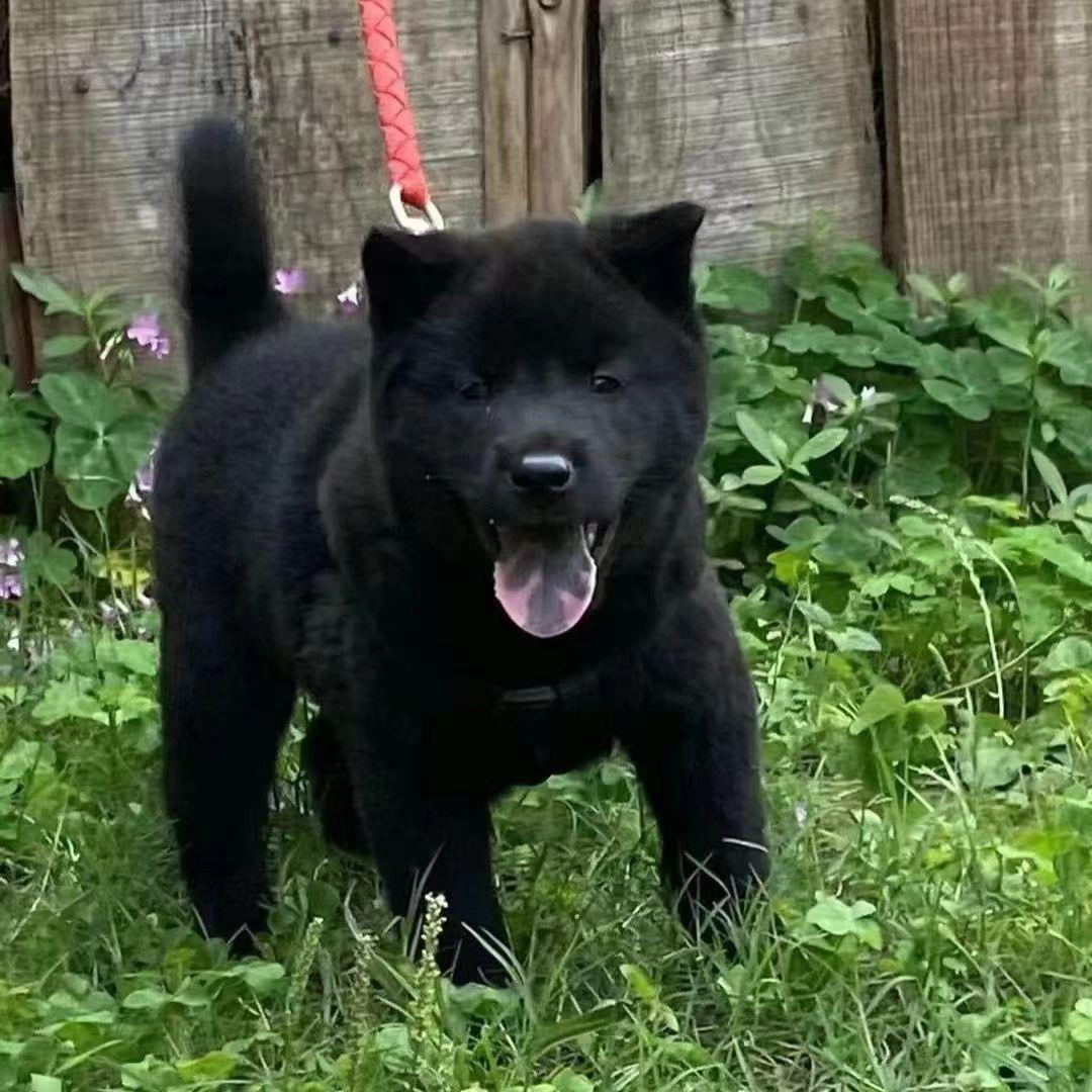 五黑犬广西土猎犬中华田园犬活体看家护院犬忠诚护主幼犬混血黑狗 - 图3