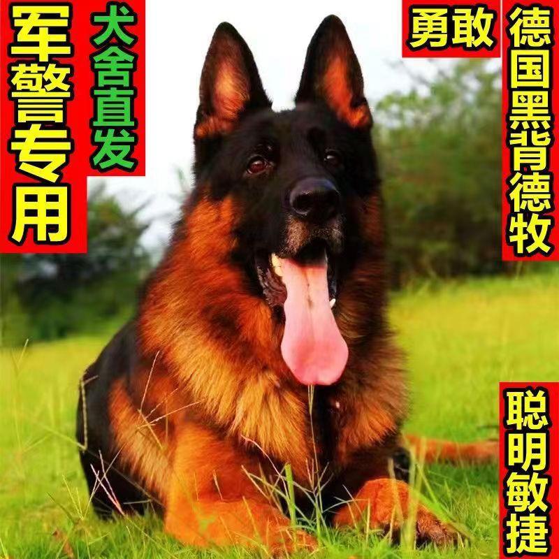 德牧犬德国牧羊犬狼狗警犬幼崽黑背犬弓背德牧幼犬混血狗狗活体狗