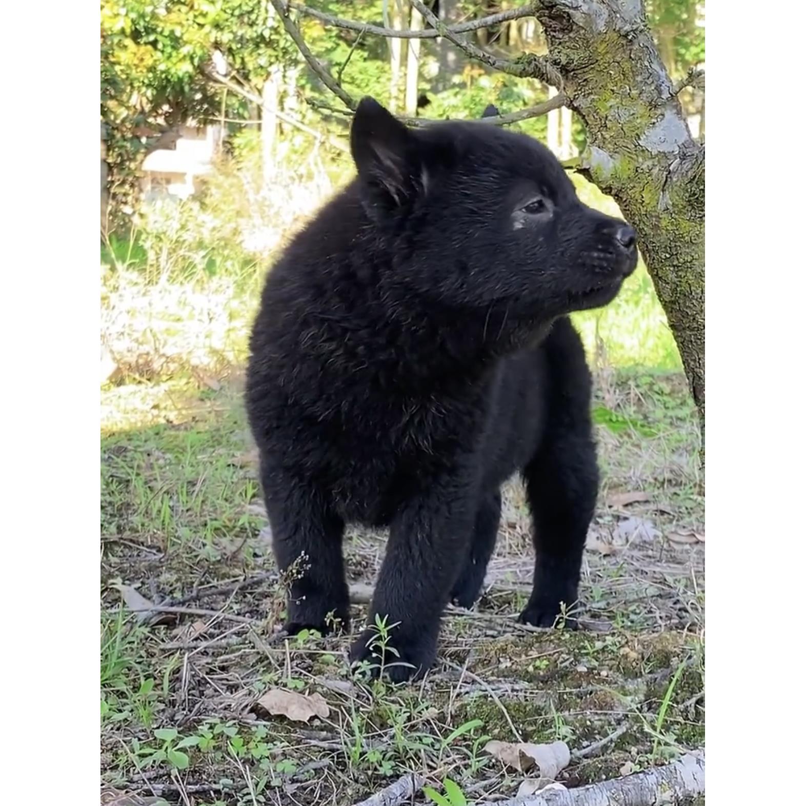 广西五黑犬活体广西田园犬土猎犬赶山犬活体纯黑色看家护院虎头犬-图1