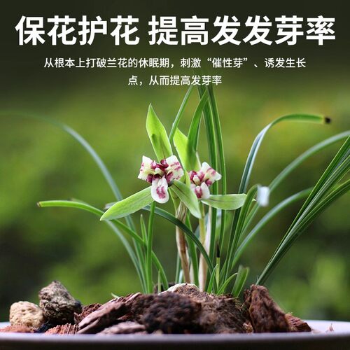 兰灵王专用营养液保花促花菌根共生蝴蝶兰君子兰肥料浓缩微生物菌 - 图0