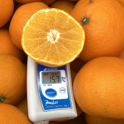 四川眉山 爱媛果冻橙 Q弹顺滑 细嫩化渣 新鲜水果 东来副食店 - 图2